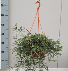 Kamerplant - Rhipsalis Pilocarpa - Hangplant - Pot Ø 20cm Hoogte ↕ 50cm