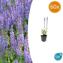 Buitenplant 60x Salvia nemorosa 'Caradonna' - Bloeiend - Pot Ø 9cm Hoogte ↕ 10-25cm