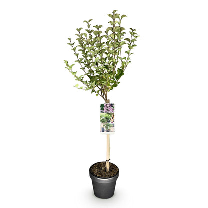 Buitenplant - Syringa meyeri 'Palibin' op stam - Winterhard - Pot Ø 19cm Hoogte ↕ 90cm