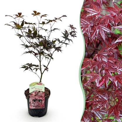 Buitenplant - Acer palmatum Bloodgood - Winterhard - Pot Ø 19cm Hoogte ↕ 70cm