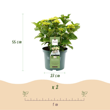 Buitenplant - Hydrangea 'Magical Nobless' - Bloeiend - Pot Ø 23cm Hoogte ↕ 55cm