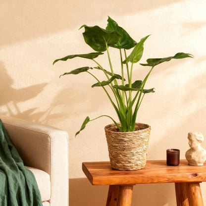 Green BoutiQ - Green is... Kamerplanten - Alocasia Cucullata - Boeddha,s hand - Weinig onderhoud - met mand - Groen - 1 Plant - Pot 21cm - Hoogte 65-70cm