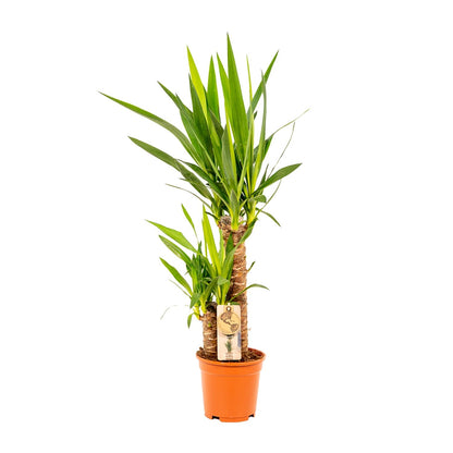 Kamerplant - Yucca - Pot Ø 17cm Hoogte ↕ 90cm