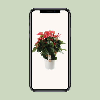 Kamerplant - Anthurium Pink Champion - Pot Ø 21cm Hoogte ↕ 65cm