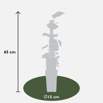 Buitenplant 4x Hedera algeriensis 'Gloire de Maren' - Klimplant - Pot Ø 15cm Hoogte ↕ 65cm