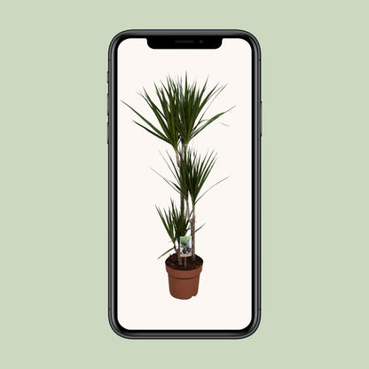Kamerplant - Dracaena Marginata - Luchtzuiverend - Pot Ø 21cm Hoogte ↕ 120cm