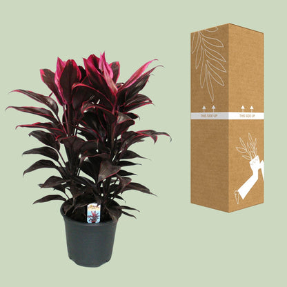 Kamerplant - Cordyline Mambo - Pot Ø 19cm Hoogte ↕ 55cm