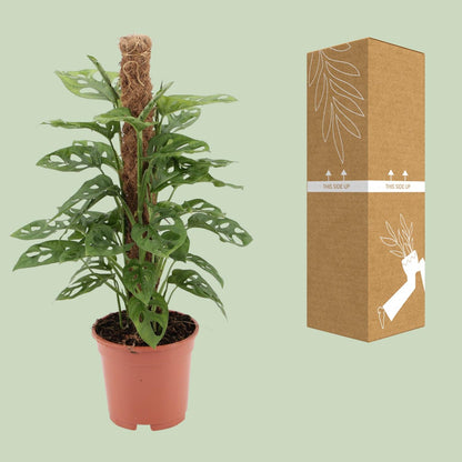Kamerplant - Monstera Monkey - Pot Ø 17cm Hoogte ↕ 60cm