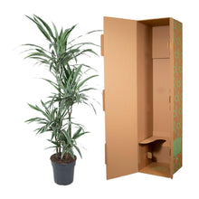 XL kamerplant - Dracaena Warneckei - Pot Ø 30cm Hoogte ↕ 145cm