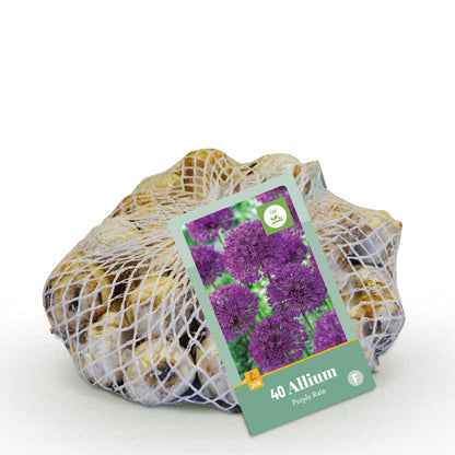 Buitenplant 40x Allium 'Purple Rain' - Bloembollen Paars - Bolmaat 10/12
