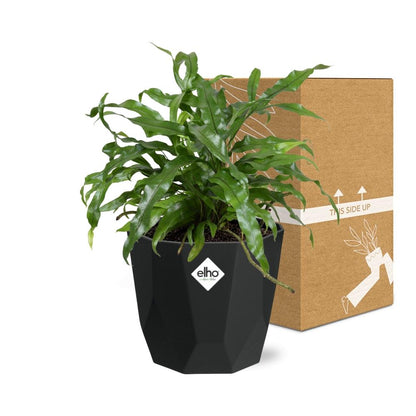 Kamerplant - Microsorum Diversifolium - Pot Ø 14cm