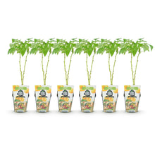 Buitenplant 6x Rubus idaeus Fallgold - Gele Framboos, Winterhard - Pot Ø 9cm