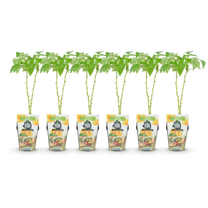 Buitenplant 6x Rubus idaeus Fallgold - Gele Framboos, Winterhard - Pot Ø 9cm