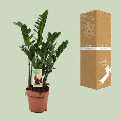 Kamerplant - Zamioculcas Zamiifolia - Pot Ø 17cm Hoogte ↕ 70cm