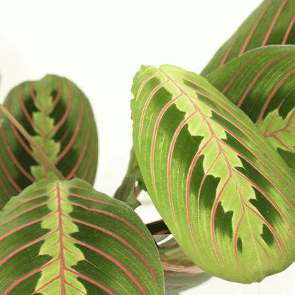 Kamerplant 2x Maranta Fascinator (Pijlwortel) - Pot Ø 12cm Hoogte ↕ 20cm