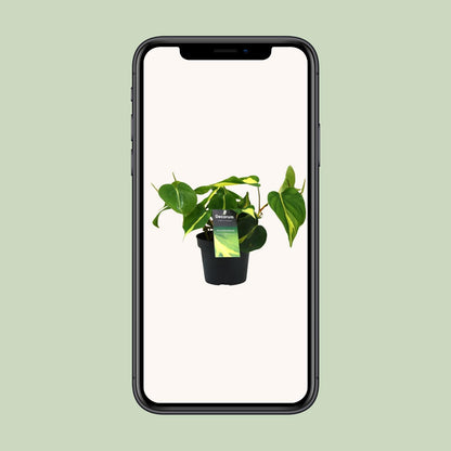 Kamerplant - Philodendron Brasil Scandens - Pot Ø 12cm Hoogte ↕ 20cm