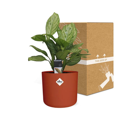 Kamerplant - Aglaonema Christina - Pot Ø 14cm
