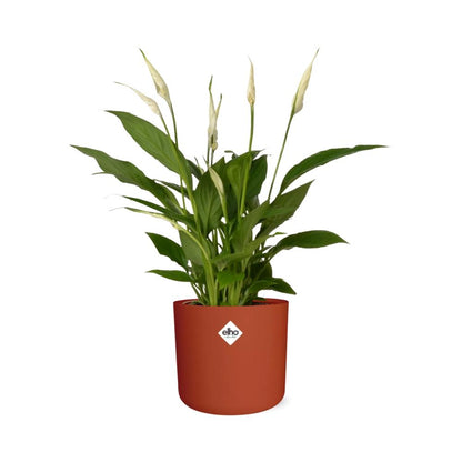 Kamerplant - Spathiphyllum Torelli - Met sierpot - Pot Ø 12cm