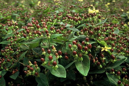 Buitenplant 12x Hypericum inodorum 'Rheingold' - Bloeiend - Pot Ø 9cm Hoogte ↕ 10-25cm