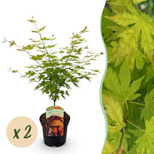 Buitenplant 2x Acer palmatum 'Orange Dream' - Bladverliezend - Pot Ø 19cm Hoogte ↕ 70cm