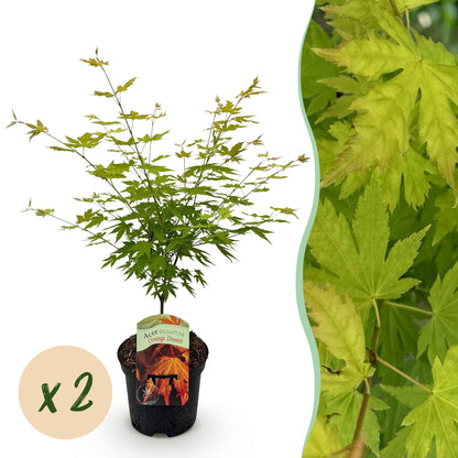 Buitenplant 2x Acer palmatum 'Orange Dream' - Bladverliezend - Pot Ø 19cm Hoogte ↕ 70cm