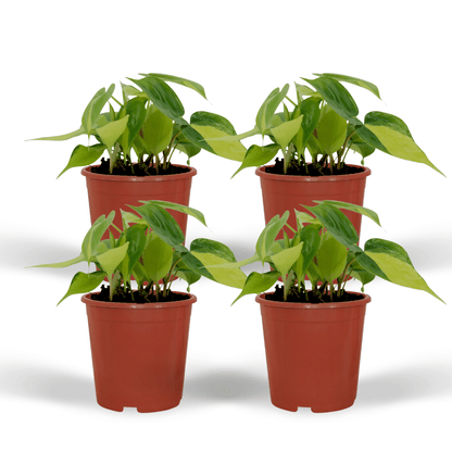 Kamerplant 4x Philodendron Scandens Brasil - Pot Ø 12cm Hoogte ↕ 15cm