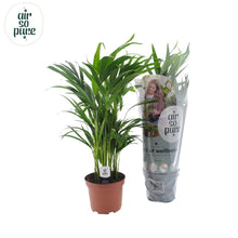 Kamerplant - Dypsis Lutescens - Pot Ø 17cm Hoogte ↕ 65cm