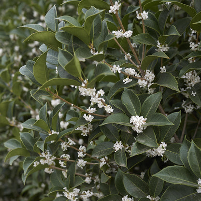 Buitenplant 8x Osmanthus burkwoodii - Groenblijvend - Pot Ø 9cm Hoogte ↕ 25-30cm