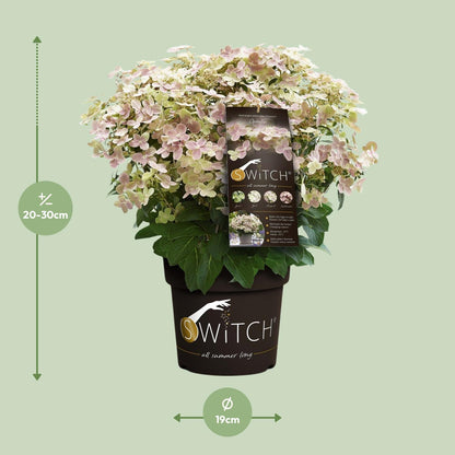 Buitenplant - Hydrangea paniculata '(S)witch Ophelia' - Bloeiend - Pot Ø 19cm Hoogte ↕ 25cm