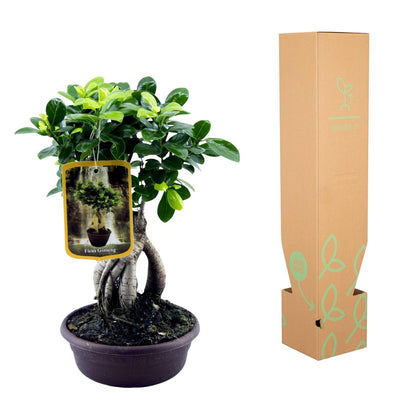 Kamerplant - Ficus Microcarpa Ginseng - Pot Ø 14cm Hoogte ↕ 30cm