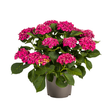Buitenplant - Hydrangea Macrophylla Red - Bloeiend - Pot Ø 24cm Hoogte ↕ 70-80cm