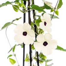 Buitenplant 4x Thunbergia Alata Sunny Susy White - Bloeiend - Pot Ø 13cm Hoogte ↕ 60cm