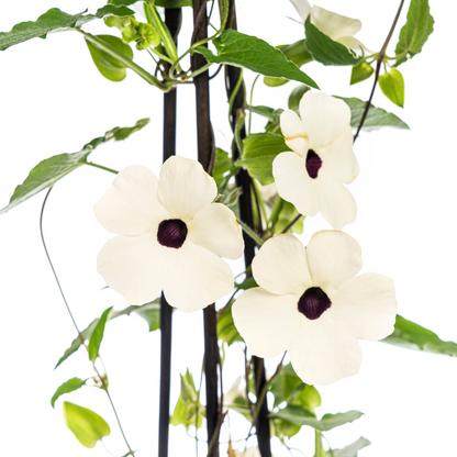 Buitenplant 4x Thunbergia Alata Sunny Susy White - Bloeiend - Pot Ø 13cm Hoogte ↕ 60cm