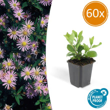 Buitenplant 60x Aster ageratoides 'Asran' - Bloeiend - Pot Ø 9cm Hoogte ↕ 10-25cm