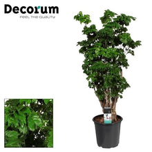 Kamerplant - Polyscias Roble Vertakt - Pot Ø 21cm Hoogte ↕ 80cm