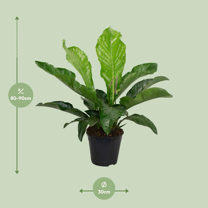 Kamerplant - Anthurium Karma Botanical - Pot Ø 30cm Hoogte ↕ 90cm
