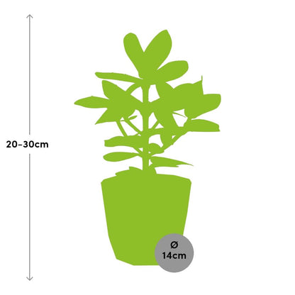 Kamerplant - Clusia Princess - Pot Ø 14cm
