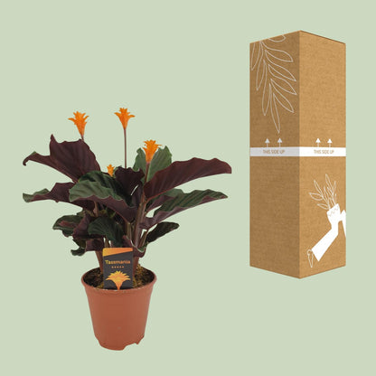 Kamerplant - Calathea Crocata - Bloeiend - Pot Ø 14cm Hoogte ↕ 40cm