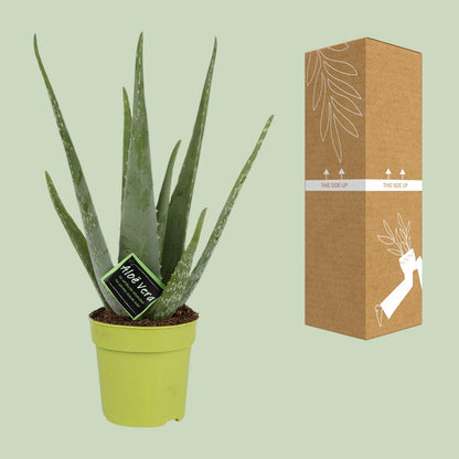 Kamerplant - Aloe Vera - Pot Ø 12cm Hoogte ↕ 45cm