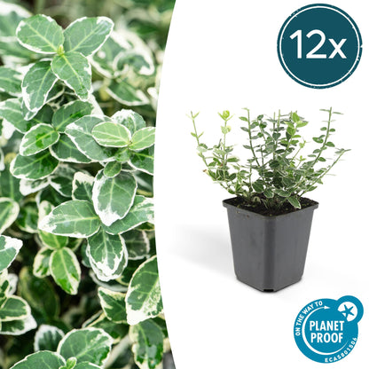 Buitenplant 12x Euonymus fort. 'Emerald Gaiety' - Pot Ø 9cm Hoogte ↕ 10-25cm