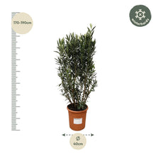 Buitenplant - Nerium Oleander struik - Bloeiend - Pot Ø 40cm Hoogte ↕ 180cm