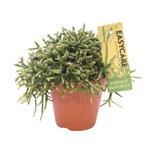 Kamerplant - Rhipsalis Burchellii - Pot Ø 12cm Hoogte ↕ 20cm