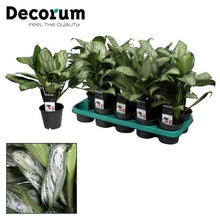 Kamerplant - Aglaonema Maria Christina - Pot Ø 14cm Hoogte ↕ 40cm