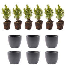 Mini-kerstboom set van 6 inclusief pot