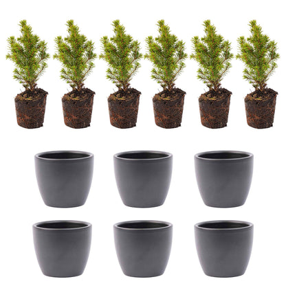 Mini-kerstboom set van 6 inclusief pot
