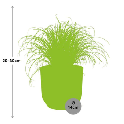 Kamerplant - Cyperus Alternifolius Zumula - Pot Ø 14cm Hoogte ↕ onbekend