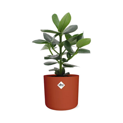 Kamerplant - Clusia Princess - Inclusief sierpot - Pot Ø 14cm