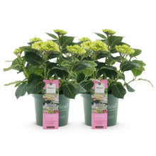 Buitenplant 2x Hydrangea Magical Jewel Pink - Bloeiend - Pot Ø 23cm Hoogte ↕ 55cm