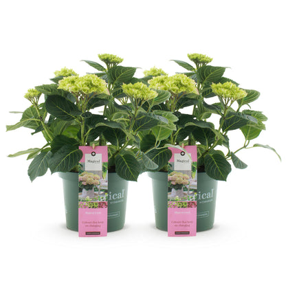 Buitenplant 2x Hydrangea Magical Jewel Pink - Bloeiend - Pot Ø 23cm Hoogte ↕ 55cm
