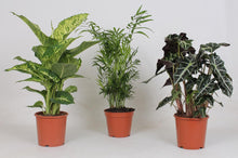 Kamerplant 3x Binnenplanten Mix - Pot Ø 17cm Hoogte ↕ 45-55cm